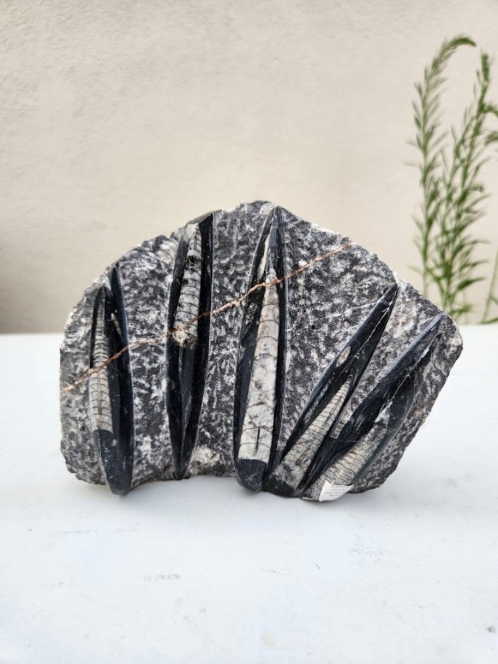 Orthoceras Fossil Plate Slab Embedded in Matrix From Morocco Decor Decoration
